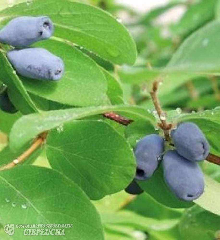 Жимолость ленинградский великан фото отзывы. Lonicera kamtschatica. Жимолость Камчатская Ленинградский великан. Жимолость Ленинградский великан. Жимолость Камчатская "Эйсбер" / Lonicera kamtschatica ".