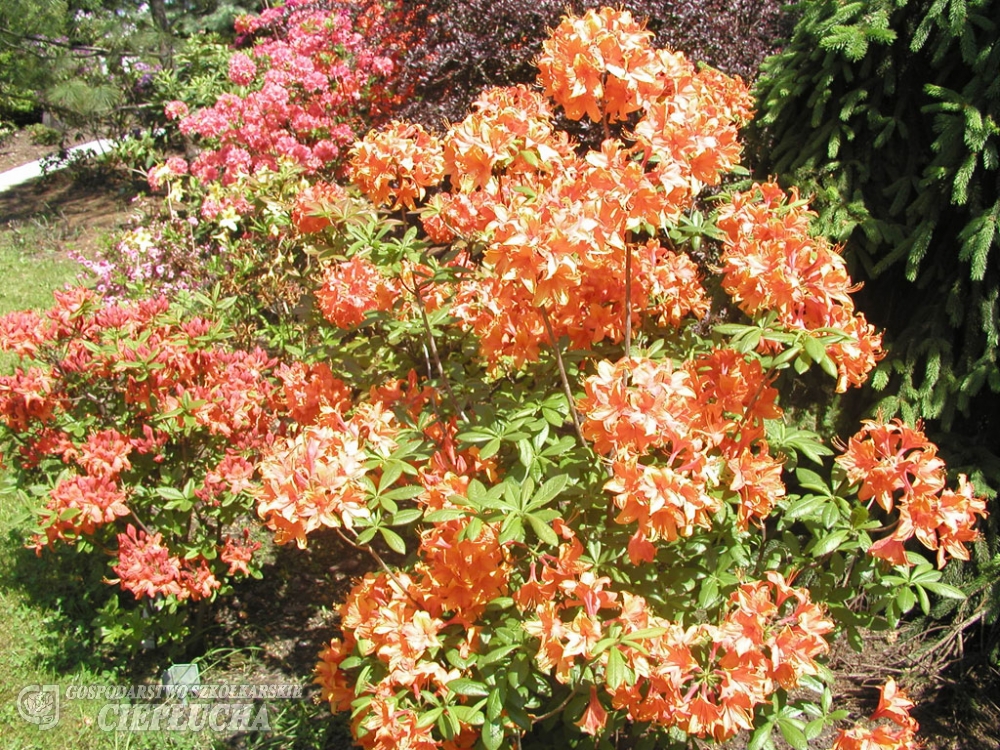 Glowing embers. Рододендрон Глоуинг эмберс. Рододендрон листопадный Глоуинг эмберс.