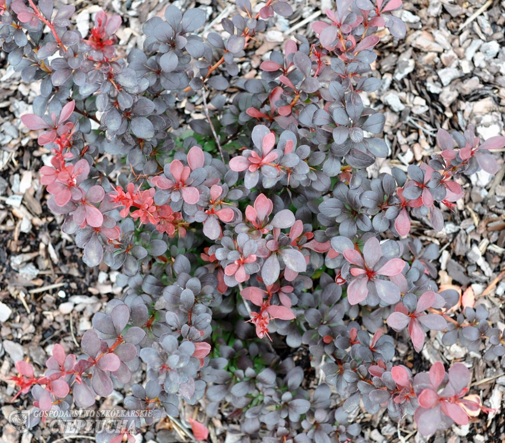 Дартс ред леди барбарис описание и фото. Барбарис дартс ред леди. Berberis thunbergii Red Lady. Барбарис Dart's Red Lady эскиз.