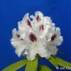 Calsap - Rhododendron hybrid - Calsap - Rhododendron hybridum