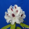 Calsap - Rhododendron Hybride - Calsap - Rhododendron hybridum