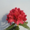 Hachmann's Feuerschein - różanecznik wielkokwiatowy - Hachmann's Feuerschein - Rhododendron hybridum
