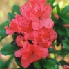 Geisha Orange - Japanese azalea - Geisha Orange - Rhododendron