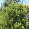 Pinus mugo 'Frühlingsgold' - Bergkiefer - Pinus mugo 'Frühlingsgold'