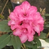 Aprilglocke - różanecznik Williamsa - Aprilglocke - Rhododendron williamsianum