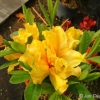 Sunte Nectarine - Azalee - Sunte Nectarine - Rhododendron (Azalea)