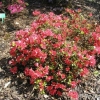 Enzett Red - Japanese azalea - Enzett Red - Rhododendron