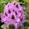 Peter Alan - różanecznik wielkokwiatowy - Peter Alan - Rhododendron hybridum