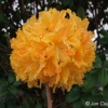 Golden Lights - Azalee - Golden Lights - Rhododendron (Azalea)