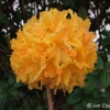 Golden Lights - azalia wielkokwiatowa - Golden Lights - Rhododendron (Azalea)