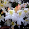 Silver Slipper - Azalia wielkokwiatowa - Silver Slipper - Rhododendron (Azalea)