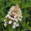 Hydrangea paniculata 'Silver Dollar' - Rispenhortensie - Hydrangea paniculata 'Silver Dollar'