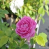 Louise Odier - róża pnąca - Rosa Louise Odier