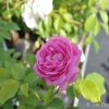 Louise Odier - Schlingrose - Rosa Louise Odier