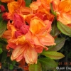 Glowing Embers - Azalee - Glowing Embers - Rhododendron (Azalea)