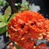 Gibraltar - Azalia wielkokwiatowa - Gibraltar - Rhododendron (Azalea)