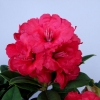Red Jack - Rhododendron hybrid - Red Jack - Rhododendron hybridum