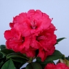 Red Jack - różanecznik wielkokwiatowy - Red Jack - Rhododendron hybridum