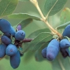 Lonicera kamtschatica 'Blue Velvet' - jagoda kamczacka - Lonicera kamtschatica 'Blue Velvet'