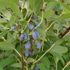 Lonicera kamtschatica 'Siniczka' - Blue Honeysuckle ;  Haskap - Lonicera kamtschatica 'Siniczka'