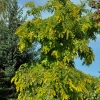 Robinia pseudoacacia Frisia - Gewöhnliche Robinie - Robinia pseudoacacia Frisia