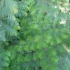 Metasequoia glyptostroboides - Mетасеквойя китайская - Metasequoia glyptostroboides