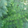 Metasequoia glyptostroboides - Chinesisches Rotholz- Urweltmammutbaum - Metasequoia glyptostroboides