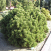 Pinus mugo 'Mops' - Cосна горная - Pinus mugo 'Mops'