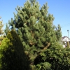 Pinus nigra - sosna czarna - Pinus nigra
