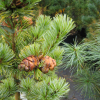 Pinus parviflora 'Blue Giant' - Cосна мелкоцветковая - Pinus parviflora 'Blue Giant'