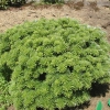 Abies koreana 'Tundra' - Пихта корейская - Abies koreana 'Tundra'