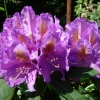 Blutopia - różanecznik wielkokwiatowy - Blutopia - Rhododendron hybridum