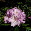 Caroline Allbrook - Rhododendron yakushimanum - Caroline Allbrook - Rhododendron yakushimanum