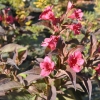 Weigela florida 'Victoria' - Вейгела цветущая - Weigela florida 'Victoria'