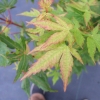 Acer palmatum 'Sangokaku' - klon palmowy - Acer palmatum 'Sangokaku'