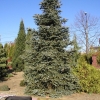 Abies pinsapo 'Glauca' - Пихта испанская - Abies pinsapo 'Glauca'