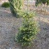 Abies koreana 'Luminetta' - Пихта корейская - Abies koreana 'Luminetta'