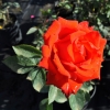 Lidka - Großblütige Rose - Rosa Lidka