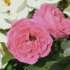 Louise Odier - Schlingrose - Rosa Louise Odier