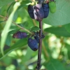 Lonicera kamtschatica 'Zojka' - Blue Honeysuckle ; Haskap - Lonicera kamtschatica 'Zojka'