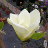 YELLOW RIVER - 'Fei Huang' - Yulan-Magnolie - Magnolia denudata 'Fei Huang' ; Magnolia denudata YELLOW RIVER