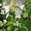 Hydrangea paniculata 'Levana' PBR - Rispenhortensie - Hydrangea paniculata  'Levana'