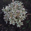 Weigela florida 'Monet' PBR- Zwerg Weigelie - Weigela florida 'Monet'