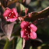 Weigela florida 'Newport Red'-  Liebliche Weigelie - Weigela florida 'Newport Red'