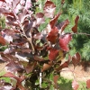 Fagus sylvatica 'Dawyck Purple' -  Gemeine Buche ; Rot-Buche - Fagus sylvatica 'Dawyck Purple'