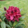 Kali - Rhododendron Hybride - Kali - Rhododendron hybridum