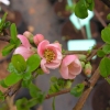 Chaenomeles x superba 'Pink Lady'- Zierquitten - Chaenomeles x superba 'Pink Lady'