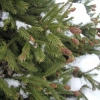 Picea abies 'Acrocona' - Zapfenfichte Herkunft ; Zapfen-Fichte - Picea abies 'Acrocona'