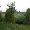 Betula utilis var. jacquemontii-Himalayan birch - Betula utilis var. jacquemontii