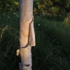 Betula utilis var. jacquemontii-Himalayan birch - Betula utilis var. jacquemontii